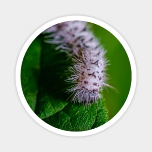 Black and White Caterpillar Macro Photo. Hickory Tussock Moth Caterpillar. Magnet